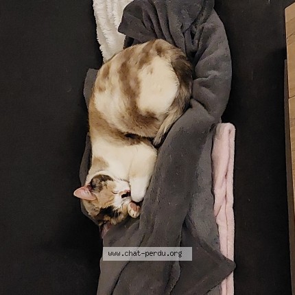 Photo de chat perdu à Rouge
