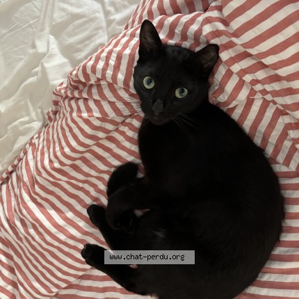Photo de chat perdu à Petit Mars