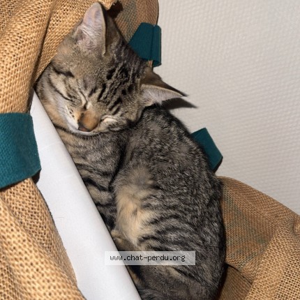 Photo de chat perdu à Gondreville