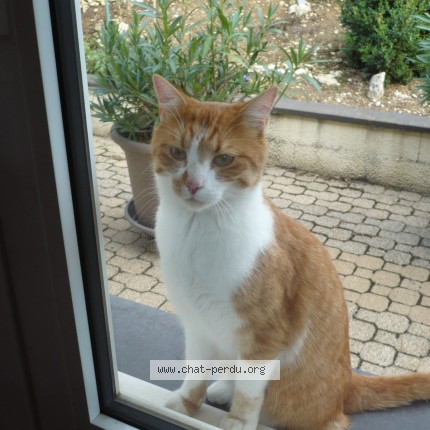 Photo 2/3 Chat trouvé Trouvé à Dole