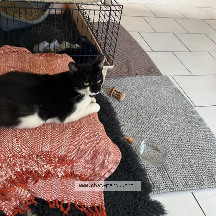 Photo de chat perdu à Latille