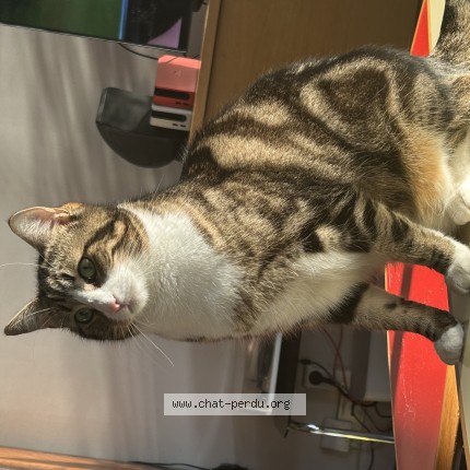 Photo de chat perdu à Montreuil