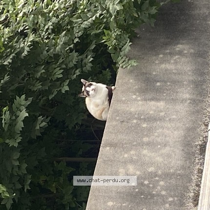 Photo 1/1 Chat trouvé Trouvé à Brest