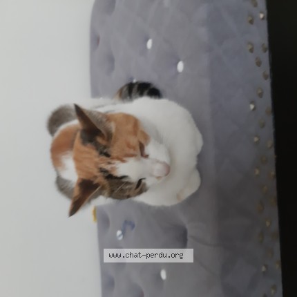 Photo de chat trouvé à Stains