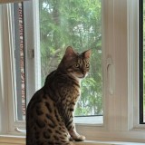 loki