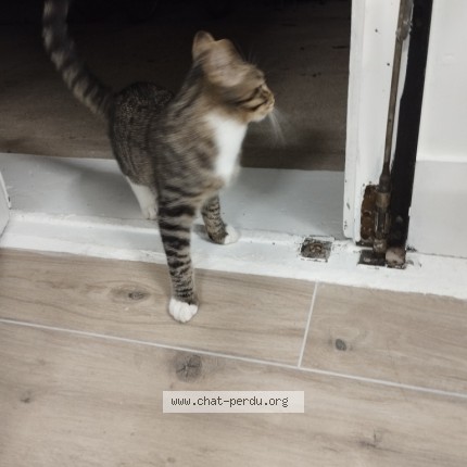 Photo de chat trouvé à Saint Remy Les Chevreuse