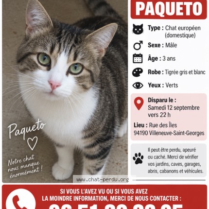Photo 1/1 paqueto Chat perdu à Villeneuve Saint Georges