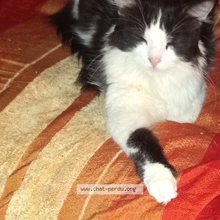 Photo 1/1 Aïko Chat perdu à Saint Etienne
