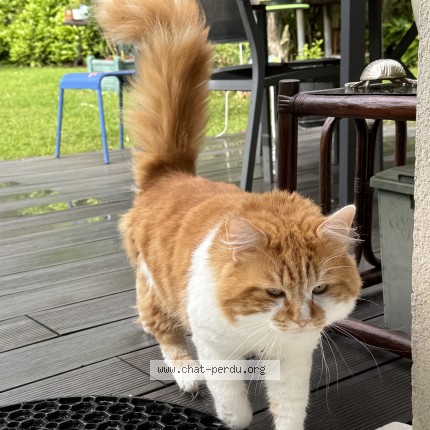 Photo de chat perdu à Villemomble