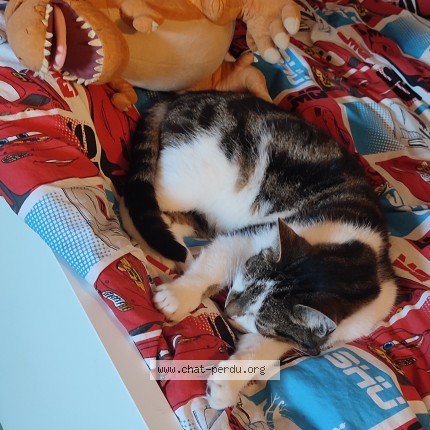 Photo 1/1 minou Chat perdu à Epernon