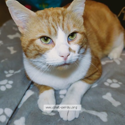 Photo de chat perdu à Gargenville