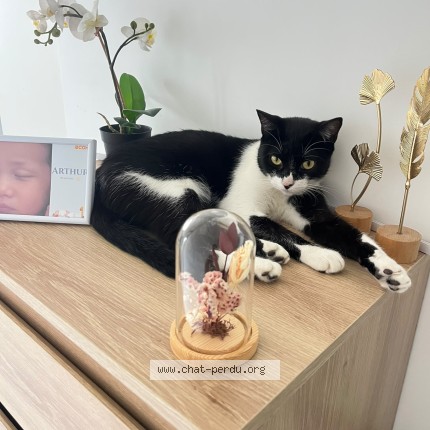 Photo 1/1 LILI Chat perdu à Cannes