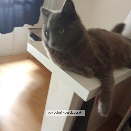 Photo 1/1 luna Chat perdu à Blagnac