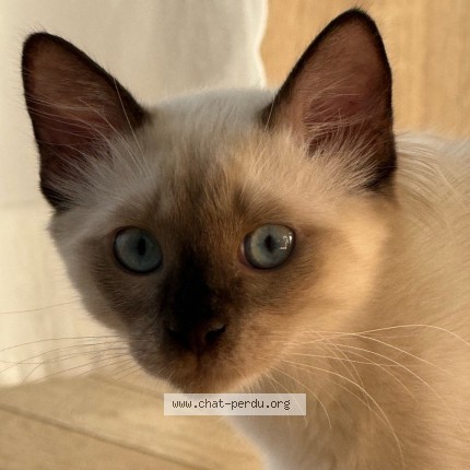 Photo de chat perdu à Bagnolet