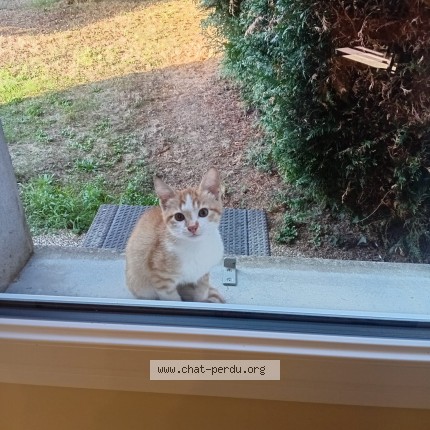 Photo 1/1 Chat trouvé Trouvé à Savigne