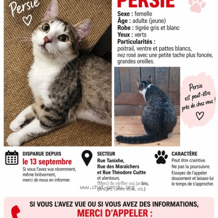 Photo 1/1 Perceval Chat perdu à Liege
