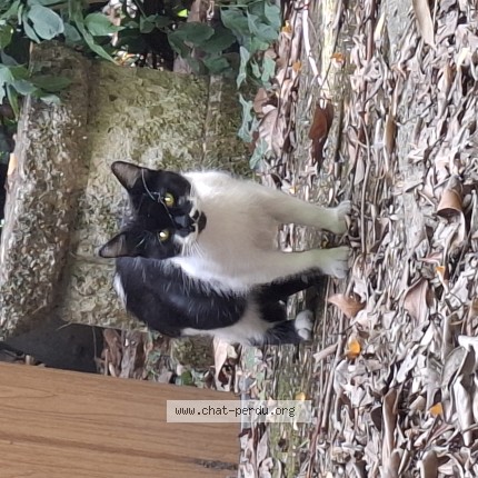 Photo de chat trouvé à Viry Chatillon