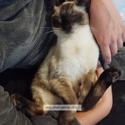 Photo de chat perdu à Boulay Les Barres