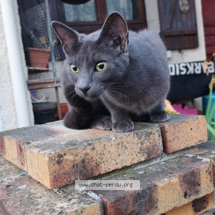 Photo 1/1 Athéna Chat perdu à Villiers Sur Orge