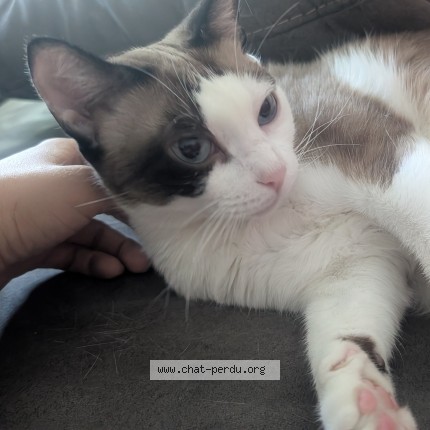 Photo de chat perdu à Mexy