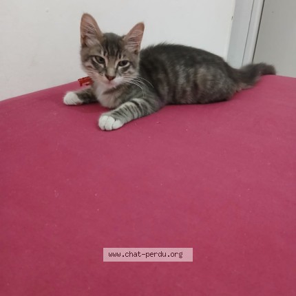 Photo 1/1 Chat retrouvé Perdu à Marseille
