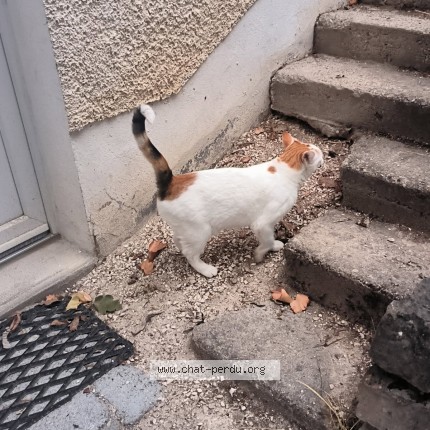Photo 1/1 Princesse Chat perdu à Montauban
