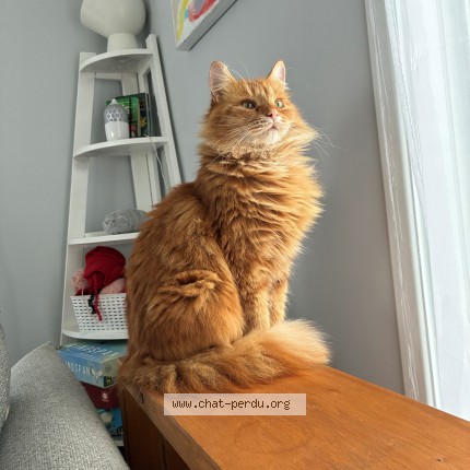 Photo 1/1 Normand Giroux Chat perdu à Saint Damien