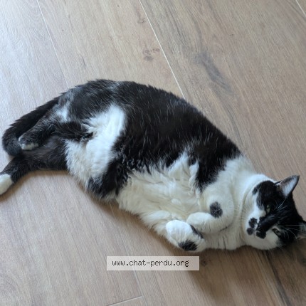Photo de chat perdu à Vertou