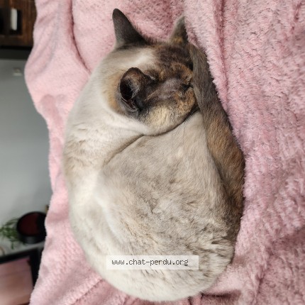 Photo de chat perdu à Oudon