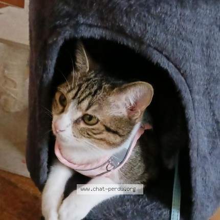 Photo 1/2 Minette Chat perdu à Aulnay Sous Bois