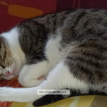 Photo 2/2 Minette Chat perdu à Aulnay Sous Bois