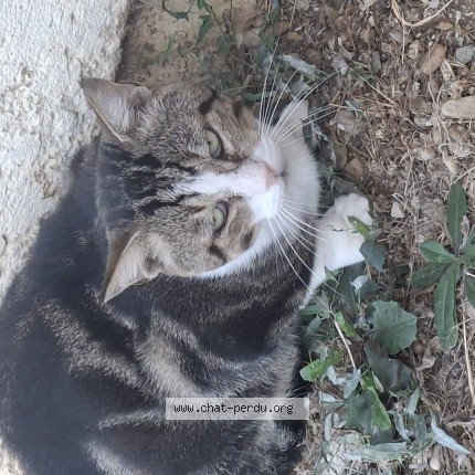 Photo de chat trouvé à Rauzan