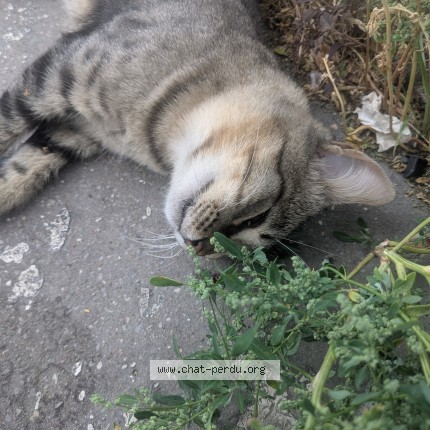 Photo 1/1 Chat trouvé Trouvé à Paris
