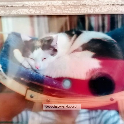 Photo 1/1 Moute Chat perdu à Fontenay Le Comte