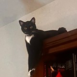 Jinx