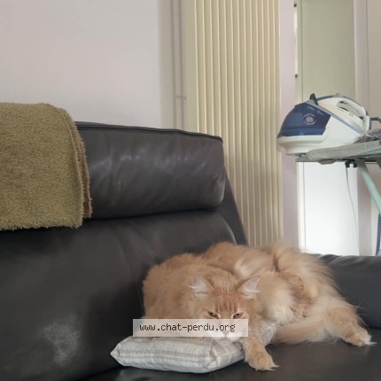 Photo 2/2 Stitch Chat perdu à Blaugies