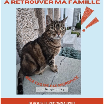 Photo 1/1 Chat trouvé Trouvé à Repentigny Le Gardeur