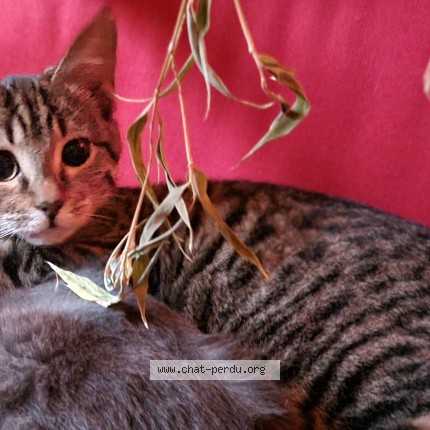 Photo de chat perdu à Lardy