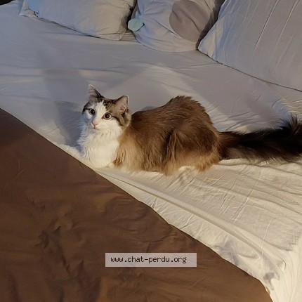 Photo de chat perdu à Herserange