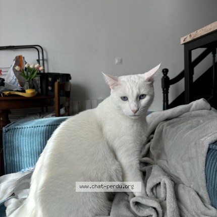 Photo de chat perdu à Croutelle