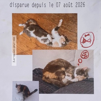 Photo 2/3 Delia Chat perdu à Bruxelles