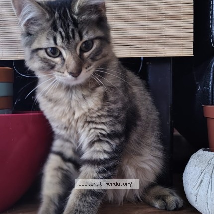 Photo 1/1 Chat trouvé Trouvé à Rennes