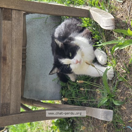 Photo 1/1 Bibi Chat perdu à Moudon