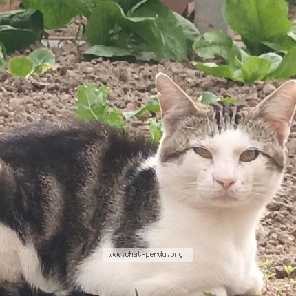 Photo de chat trouvé à Maulevrier