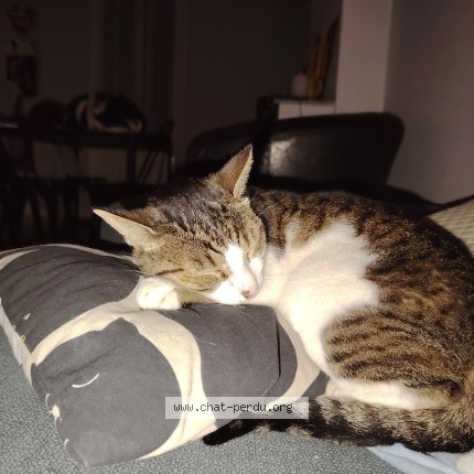 Photo 1/1 Fils Chat perdu à Marseille