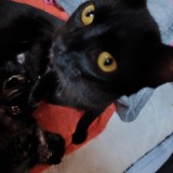 lili