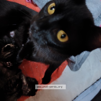 Photo 1/1 Chat retrouvé Perdu à Charleroi