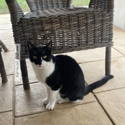 Photo de chat trouvé à Urrugne