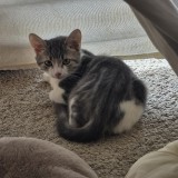 miro