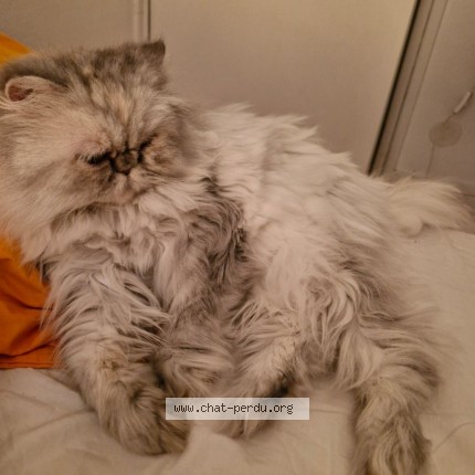 Photo de chat perdu à Villemoisson Sur Orge